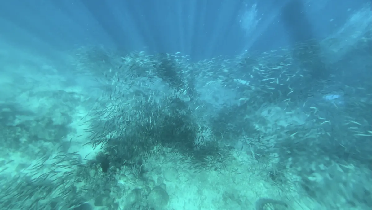 A shoal of sardines swirling over the seafloor at Moalboal